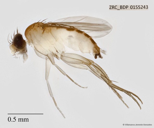 Phoridae sp. "ZRCBDP0069705"•&copy; Villanueva Jeremie Gonzales•All Rights Reserved