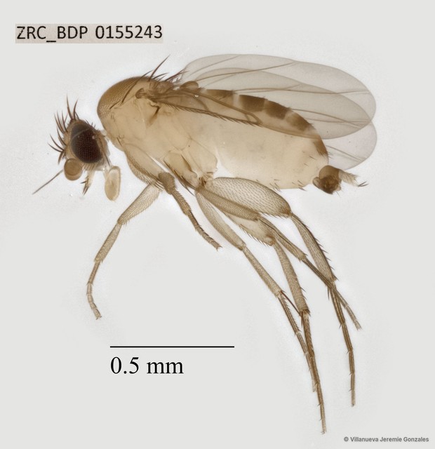 Phoridae sp. "ZRCBDP0069761"•&copy; Villanueva Jeremie Gonzales•All Rights Reserved