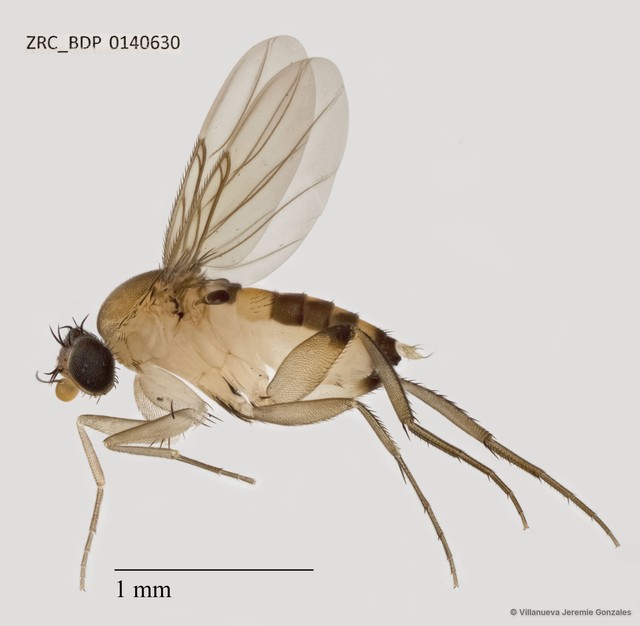 Phoridae sp. "ZRCBDP0069800"•&copy; Villanueva Jeremie Gonzales•All Rights Reserved
