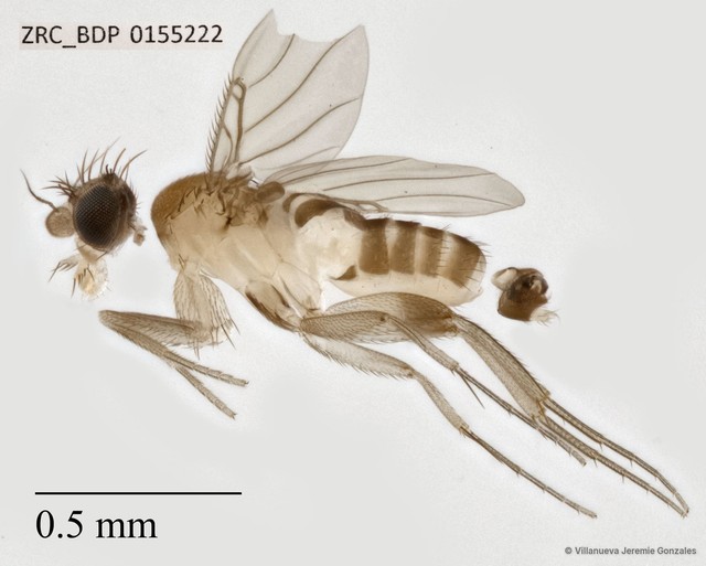 Phoridae sp. "ZRCBDP0069801"•&copy; Villanueva Jeremie Gonzales•All Rights Reserved