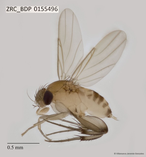 Phoridae sp. "ZRCBDP0075205"•&copy; Villanueva Jeremie Gonzales•All Rights Reserved