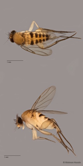 Phoridae sp. "ZRCBDP0089701"•&copy; Maimon Hussin•All Rights Reserved