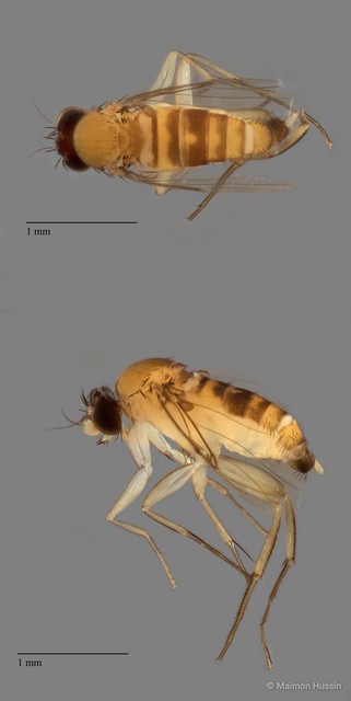Phoridae sp. "ZRCBDP0089906"•&copy; Maimon Hussin•All Rights Reserved