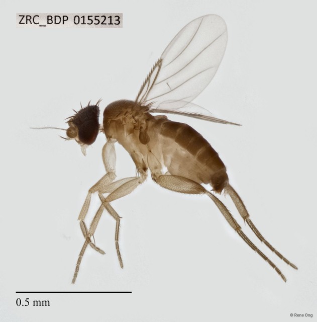 Phoridae sp. "ZRCBDP0128517"•&copy; Rene Ong•All Rights Reserved