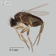 Phoridae sp. "ZRCBDP0140170"