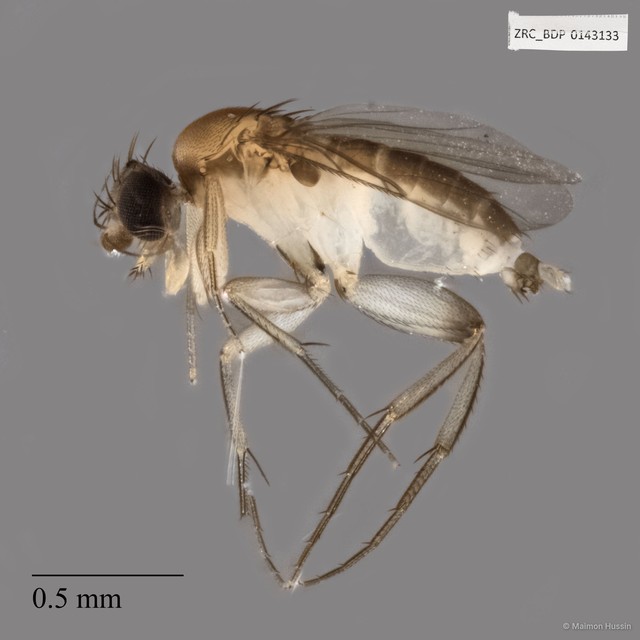 Phoridae sp. "ZRCBDP0143133"•&copy; Maimon Hussin•All Rights Reserved