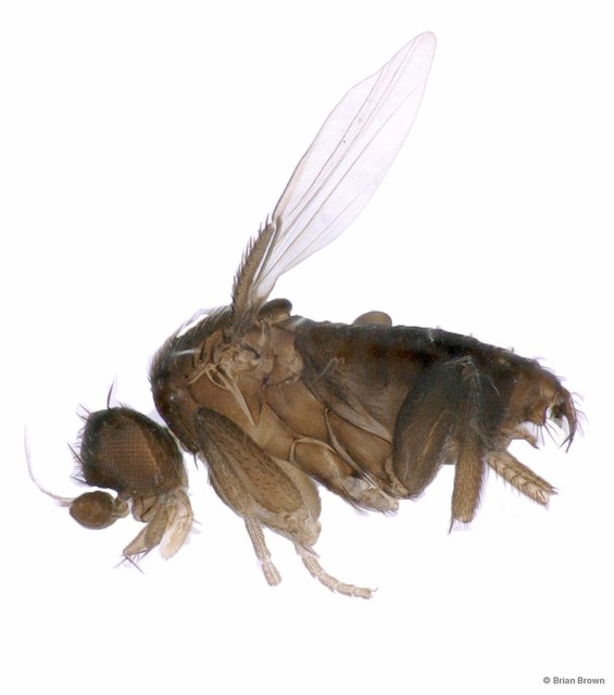 Phoridae sp. "ZRCBDP0215505 gen. nov."•&copy; Brian Brown•All Rights Reserved