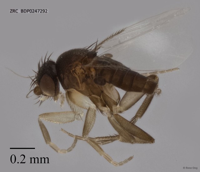 Phoridae sp. "ZRCBDP0247292"•&copy; Rene Ong•All Rights Reserved