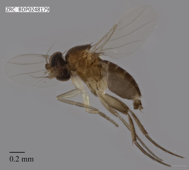 Phoridae sp. "ZRCBDP0248179"•&copy; Rene Ong•All Rights Reserved