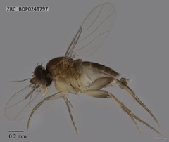 Phoridae sp. "ZRCBDP0249797"