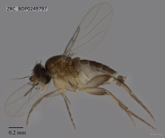 Phoridae sp. "ZRCBDP0249797"•&copy; Rene Ong•All Rights Reserved