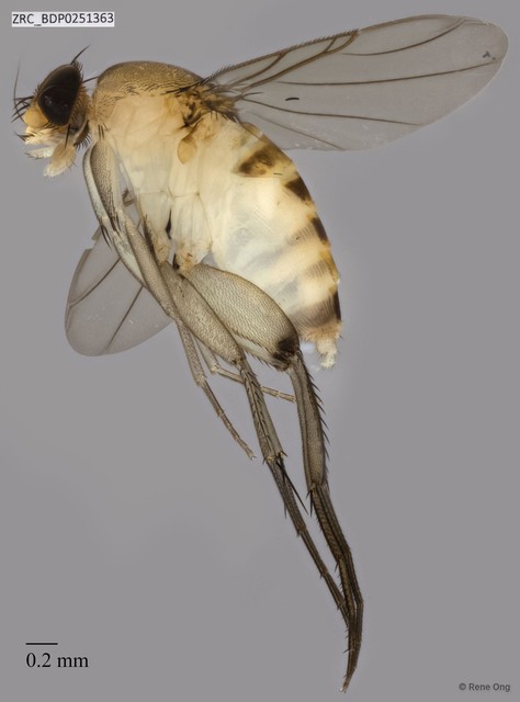 Phoridae sp. "ZRCBDP0251361"•&copy; Rene Ong•All Rights Reserved