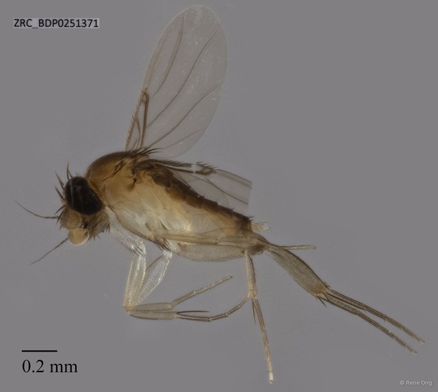 Phoridae sp. "ZRCBDP0251371"•&copy; Rene Ong•All Rights Reserved