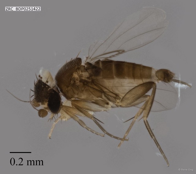 Phoridae sp. "ZRCBDP0251422"•&copy; Rene Ong•All Rights Reserved