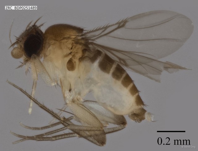 Phoridae sp. "ZRCBDP0251489"•&copy; Rene Ong•All Rights Reserved