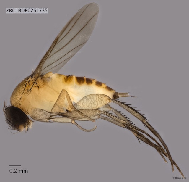 Phoridae sp. "ZRCBDP0251496"•&copy; Rene Ong•All Rights Reserved