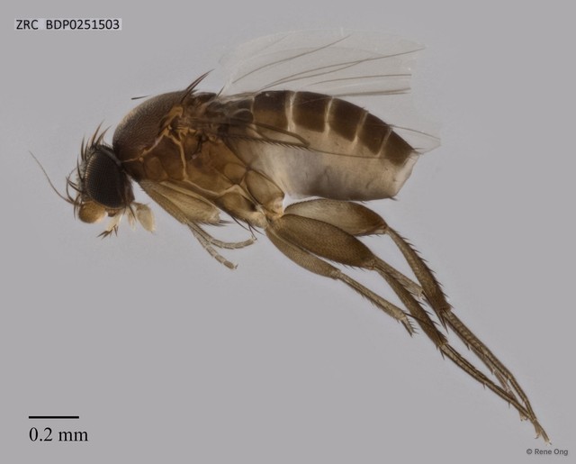 Phoridae sp. "ZRCBDP0251503"•&copy; Rene Ong•All Rights Reserved