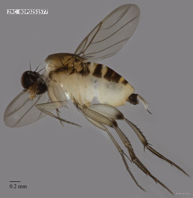 Phoridae sp. "ZRCBDP0251577"•&copy; Rene Ong•All Rights Reserved