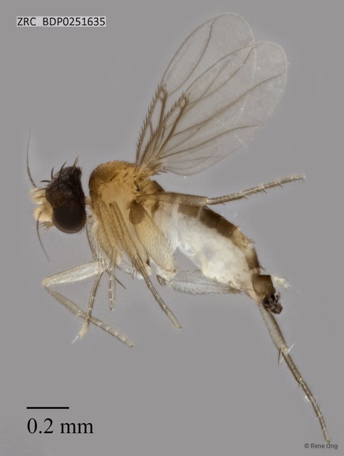Phoridae sp. "ZRCBDP0251635"•&copy; Rene Ong•All Rights Reserved