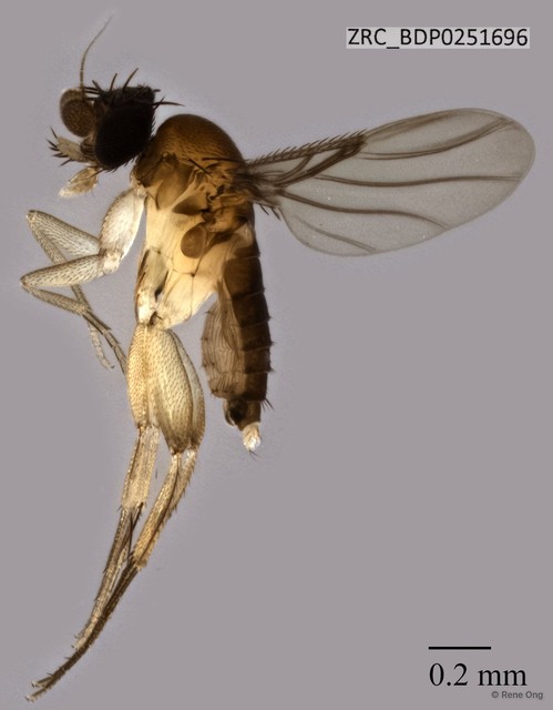 Phoridae sp. "ZRCBDP0251696"•&copy; Rene Ong•All Rights Reserved