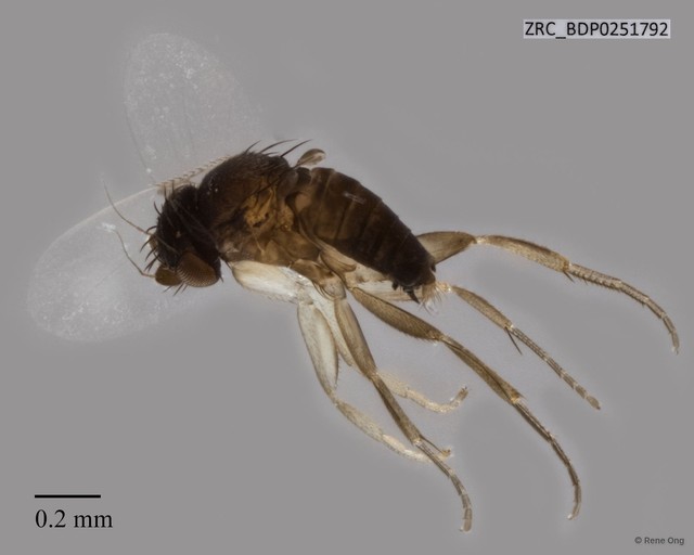 Phoridae sp. "ZRCBDP0251792"•&copy; Rene Ong•All Rights Reserved