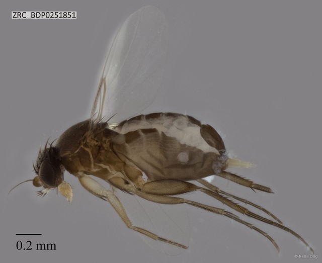 Phoridae sp. "ZRCBDP0251851"•&copy; Rene Ong•All Rights Reserved