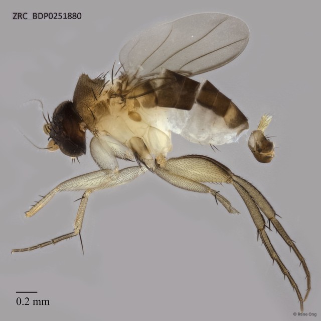 Phoridae sp. "ZRCBDP0251880"•&copy; Rene Ong•All Rights Reserved