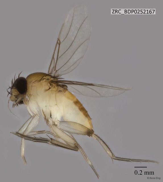 Phoridae sp. "ZRCBDP0252167"•&copy; Rene Ong•All Rights Reserved