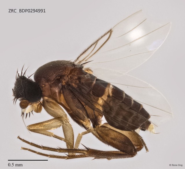 Phoridae sp. "ZRCBDP0294991"•&copy; Rene Ong•All Rights Reserved