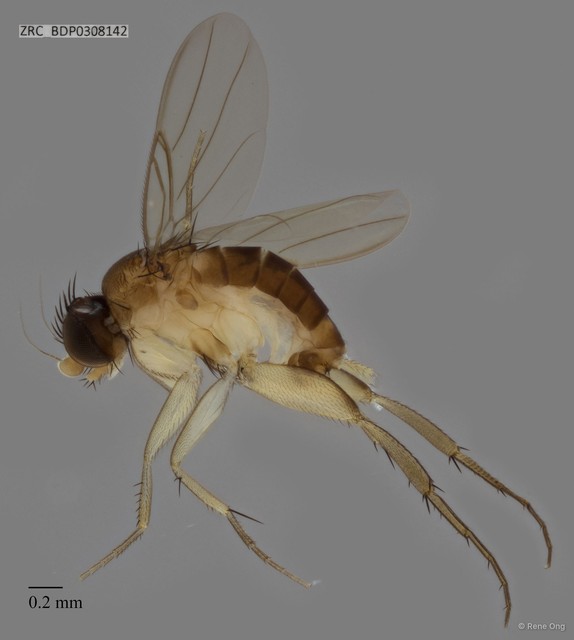 Phoridae sp. "ZRCBDP0308142"•&copy; Rene Ong•All Rights Reserved