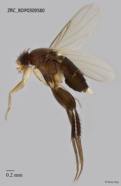 Phoridae sp. "ZRCBDP0309580"•&copy; Rene Ong•All Rights Reserved