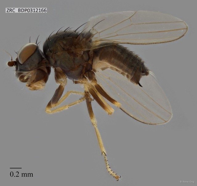 Phoridae sp. "ZRCBDP0312166"•&copy; Rene Ong•All Rights Reserved