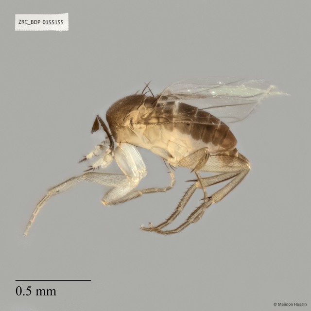 Abaristophora sp. "ZRCBDP0155155"•&copy; Maimon Hussin•All Rights Reserved