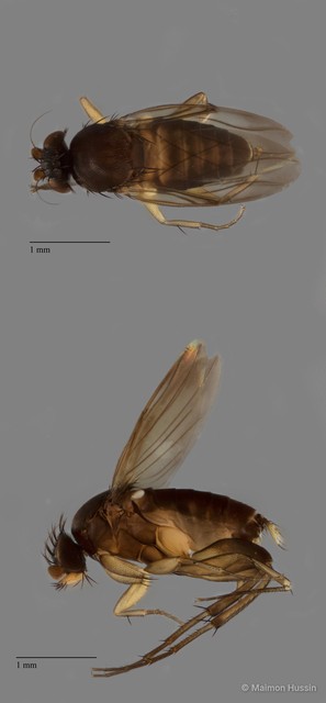 Diplonevra sp. "ZRCBDP0104346"•&copy; Maimon Hussin•All Rights Reserved