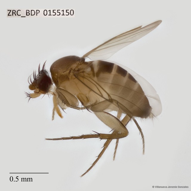 Dohrniphora sp. "ZRCBDP0033153"•&copy; Villanueva Jeremie Gonzales•All Rights Reserved