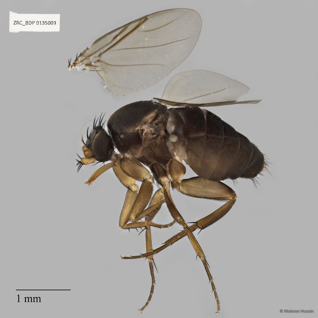 Dohrniphora sp. "ZRCBDP0135003"•&copy; Maimon Hussin•All Rights Reserved