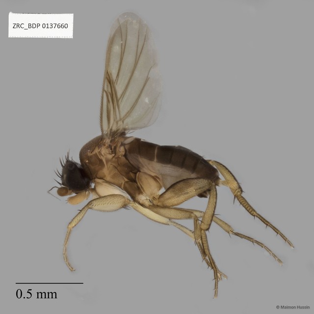 Dohrniphora sp. "ZRCBDP0137660"•&copy; Maimon Hussin•All Rights Reserved