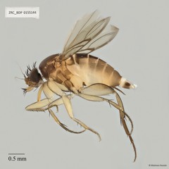 Dohrniphora sp. "ZRCBDP0155144"