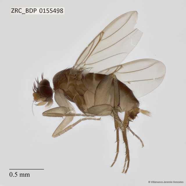 Dohrniphora sp. "ZRCBDP0155238"•&copy; Villanueva Jeremie Gonzales•All Rights Reserved