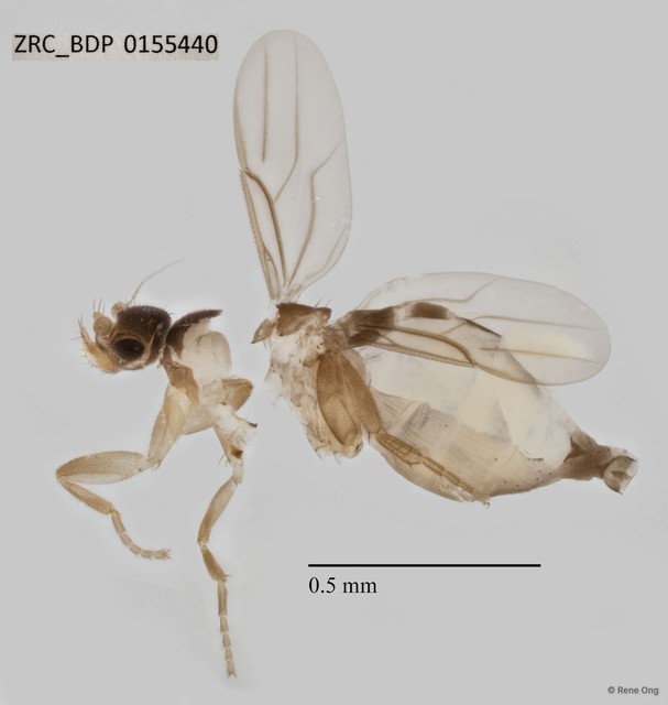 Metopina sp. "ZRCBDP0000075"•&copy; Rene Ong•All Rights Reserved