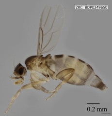 Metopina sp. "ZRCBDP0000075"•&copy; Rene Ong•All Rights Reserved