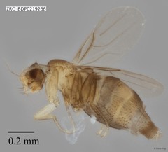 Metopina sp. "ZRCBDP0000421"•&copy; Rene Ong•All Rights Reserved