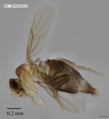 Metopina sp. "ZRCBDP0000421"•&copy; Rene Ong•All Rights Reserved