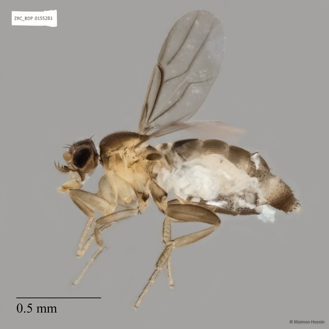 Metopina sp. "ZRCBDP0140607"•&copy; Maimon Hussin•All Rights Reserved