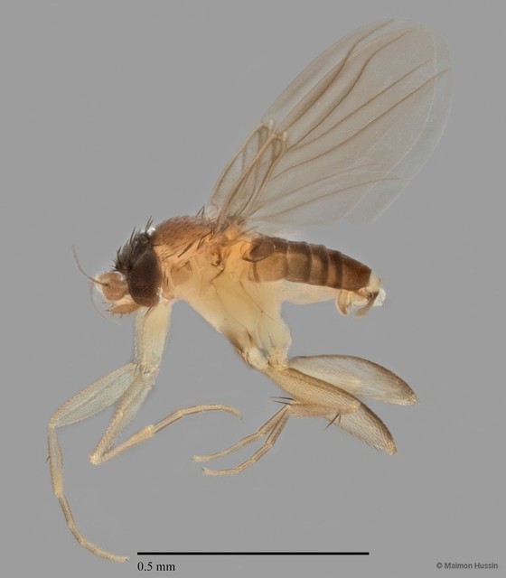 Rhynchomicropteron sp. "ZRCBDP0032764"•&copy; Maimon Hussin•All Rights Reserved