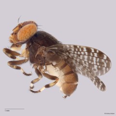 Platystomatidae sp. "cf. Euprosopia ZRCBDP0052816/ZRCBDP0052660"•&copy; Arina Adom•All Rights Reserved