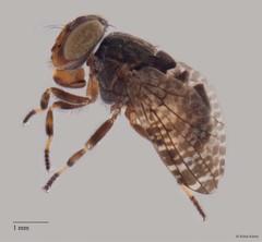 Platystomatidae sp. "cf. Euprosopia ZRCBDP0052816/ZRCBDP0052660"•&copy; Arina Adom•All Rights Reserved