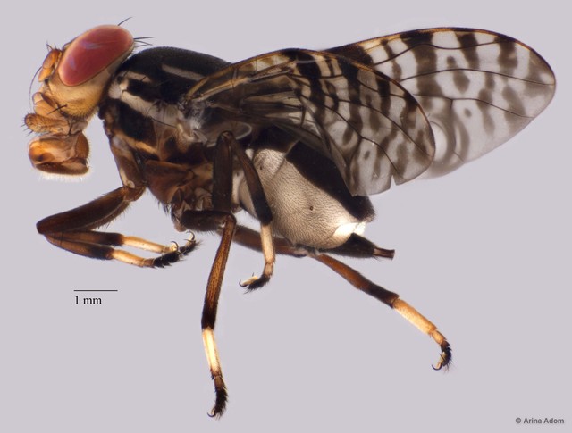 Platystomatidae sp. "cf. Neohemigaster ZRCBDP0052184"•&copy; Arina Adom•All Rights Reserved