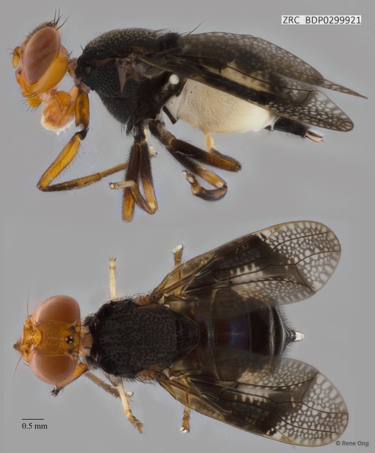 Platystomatidae sp. "cf. Valonia 8654"•&copy; Rene Ong•All Rights Reserved