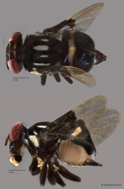 Platystomatidae sp. "ZRCBDP0041689"•&copy; Maimon Hussin•All Rights Reserved